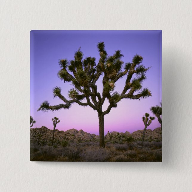 JOSHUA TREE NATIONALPARK, KALIFORNIEN. USA. KNAPP (Framsida)