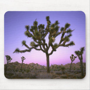 JOSHUA TREE NATIONALPARK, KALIFORNIEN. USA. MUSMATTA