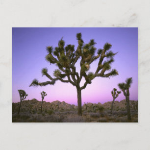 JOSHUA TREE NATIONALPARK, KALIFORNIEN. USA. VYKORT