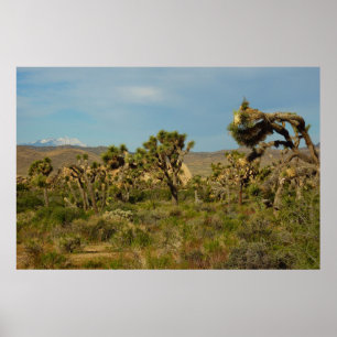 Joshua Tree Nationalpark Ökenlandskap Poster