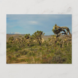 Joshua Tree Nationalpark Ökenlandskap Vykort