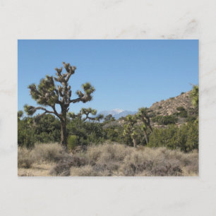 Joshua Tree Nationalpark Vykort