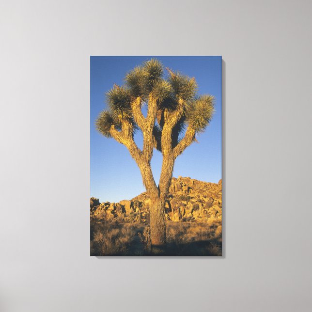 Joshua Tree, Yucca brevifolia), och granit Canvastryck (Framsida)