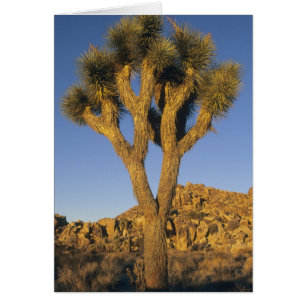 Joshua Tree, Yucca brevifolia) och granit Hälsningskort