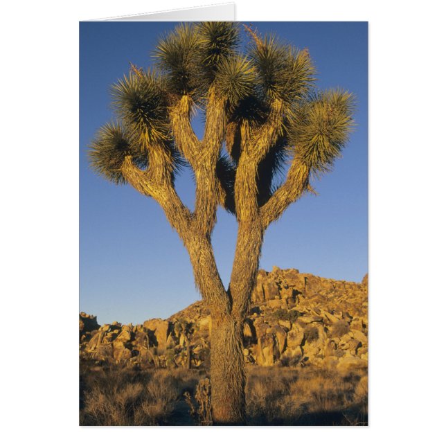 Joshua Tree, Yucca brevifolia) och granit Hälsningskort (Framsidan)