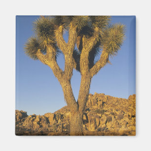 Joshua Tree, Yucca brevifolia), och granit Magnet