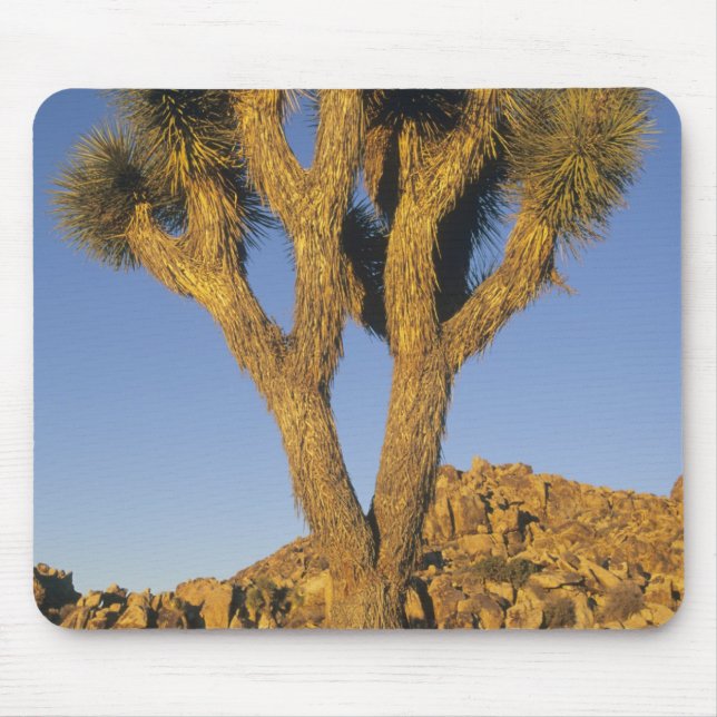 Joshua Tree, Yucca brevifolia) och granit Musmatta (Framsidan)