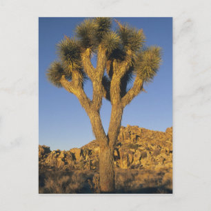Joshua Tree, Yucca brevifolia), och granit Vykort
