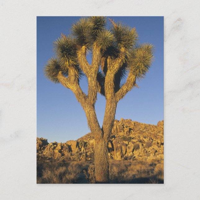 Joshua Tree, Yucca brevifolia), och granit Vykort (Framsida)