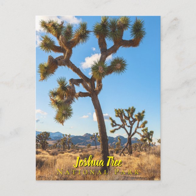 Joshua Trees National Park Vykort (Framsida)