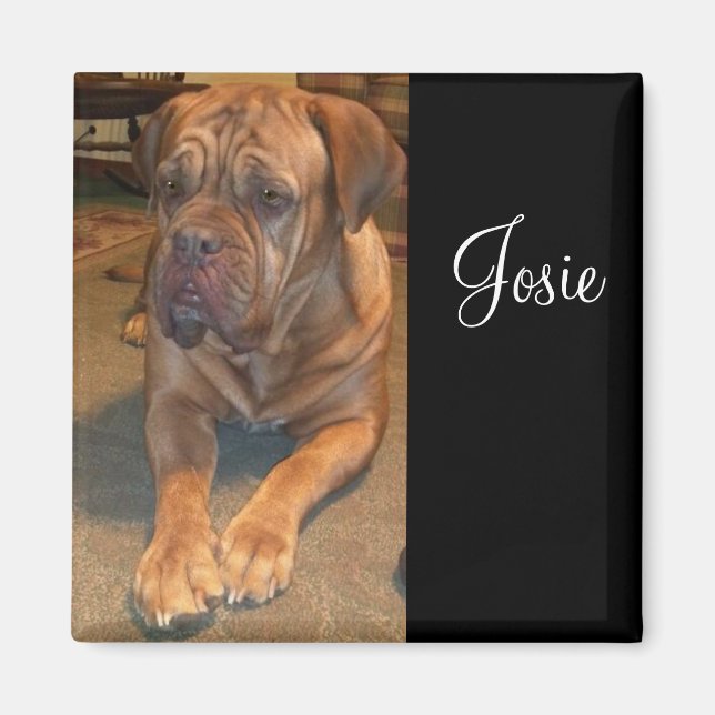 Josie the mastif.. Byt till din mastifs namn Magnet (Framsidan)