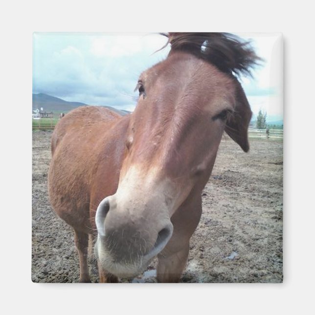 Josie the Mule Magnet (Framsidan)