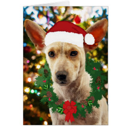 Joy to the Puppy OBS Kort