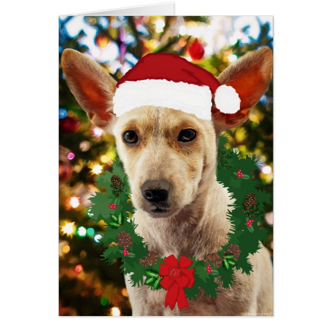 Joy to the Puppy OBS Kort (Framsidan)