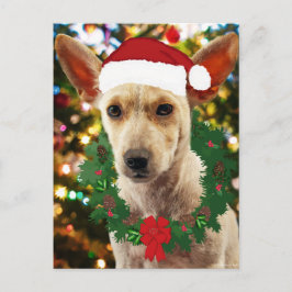 Joy to the Puppy Vykort