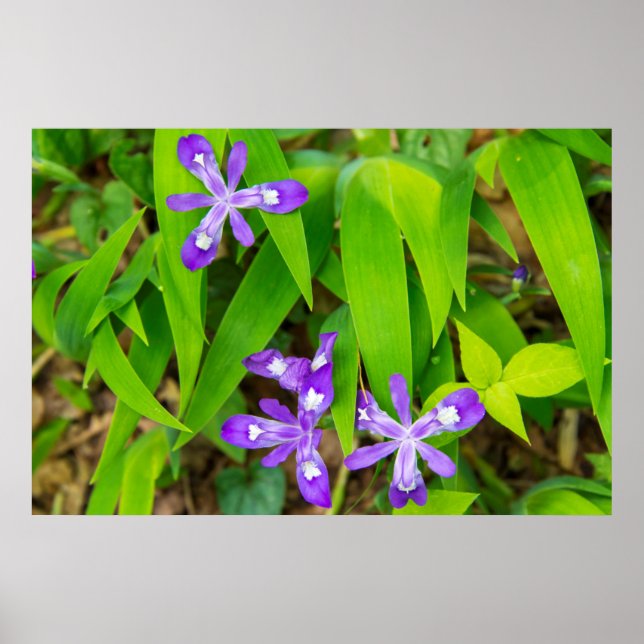 Joyce Kilmer-Slickrock Wilderness 2 Poster (Framsidan)