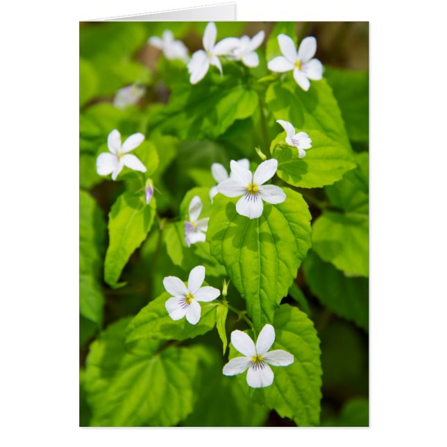 Joyce Kilmer-Slickrock Wilderness Hälsningskort (Framsidan)