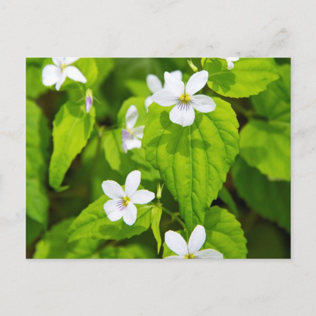 Joyce Kilmer-Slickrock Wilderness Vykort (Framsida)