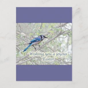 Joyous Påsk Blue Jay Songbird Helg Vykort