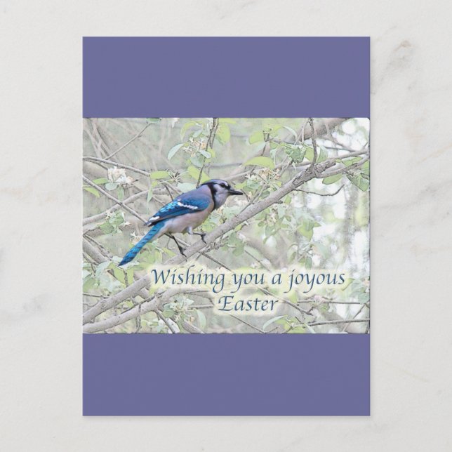 Joyous Påsk Blue Jay Songbird Helg Vykort (Framsida)