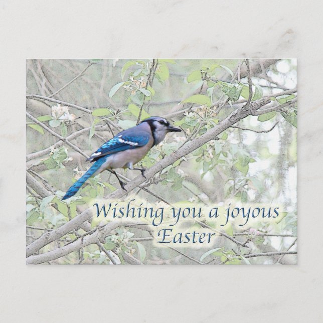 Joyous Påsk Blue Jay Songbird Helg Vykort (Framsida)