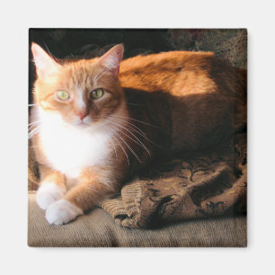 JT katten Magnet