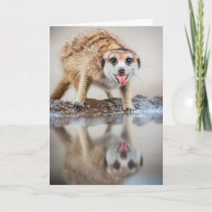 Jubel! Meerkat - säsonhälsningar Helgkort