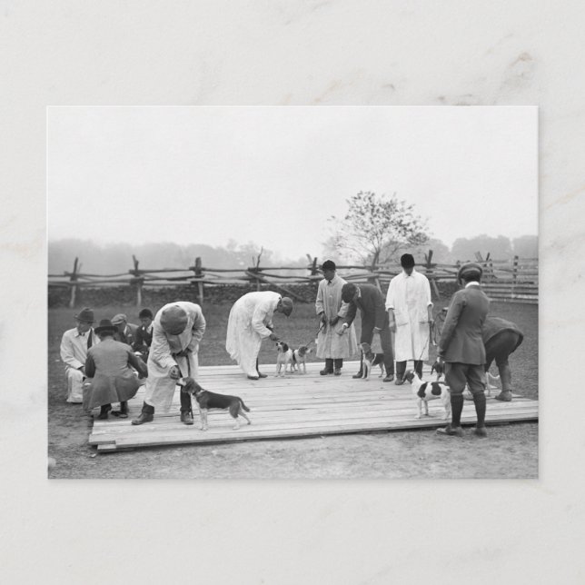 Judging Beagles, 1914 Vykort (Framsida)