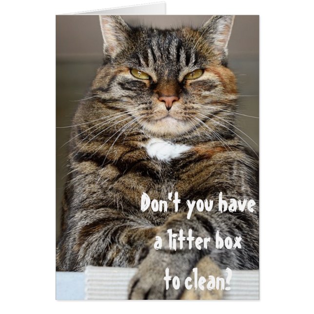 Judgmental Cat Arg Clean Litter Box Funny Humor Hälsningskort (Framsidan)