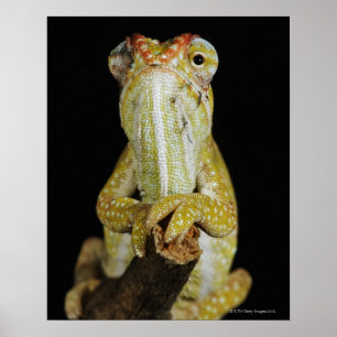 Judiska kameleon, eller Campans chameleon Poster