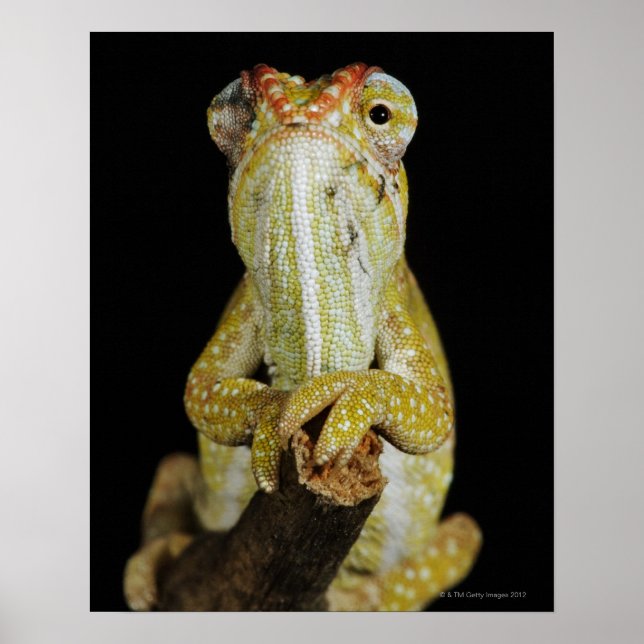 Judiska kameleon, eller Campans chameleon Poster (Framsidan)