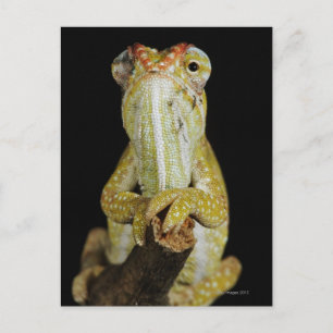 Judiska kameleon, eller Campans chameleon Vykort