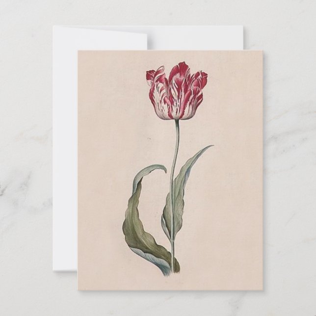 Judith Leyster Tulip Inbjudningar (Framsida)
