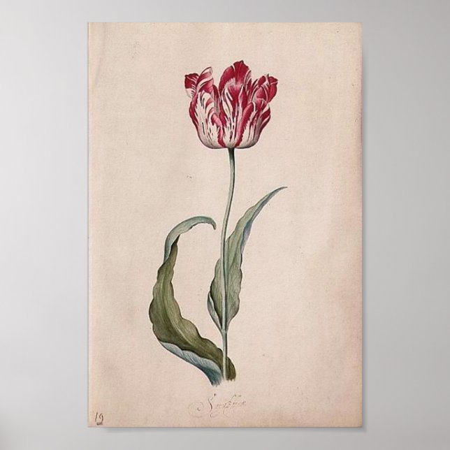 Judith Leyster Tulip Poster (Framsidan)