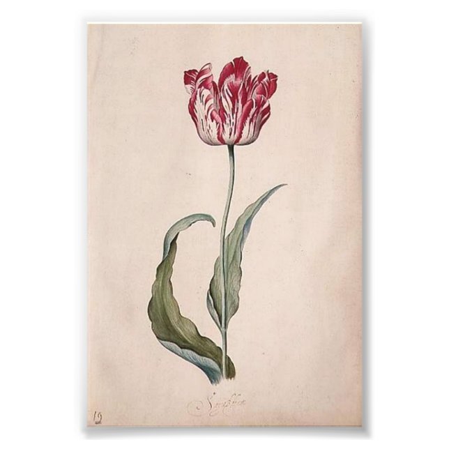 Judith Leyster Tulip Print Fototryck (Framsidan)