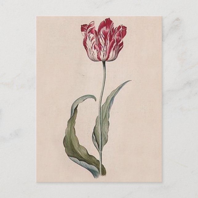 Judith Leyster Tulip vykort (Framsida)
