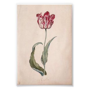 Judith Leyster tulpantryck Fototryck