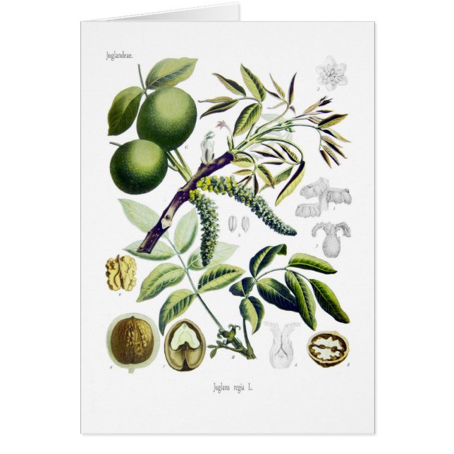 Juglans regia (valnöt) hälsningskort (Framsidan)