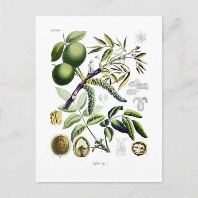 Juglans regia (valnöt) vykort (Framsida)