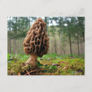 Juicy Morels Vykort