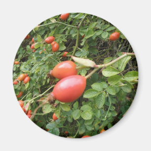 Juicy Röd ros Hips Magnet