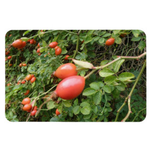 Juicy Röd ros Hips Premium Magnet