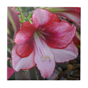 Jul Amaryllis Red Helgdag Blommigt Kakelplatta