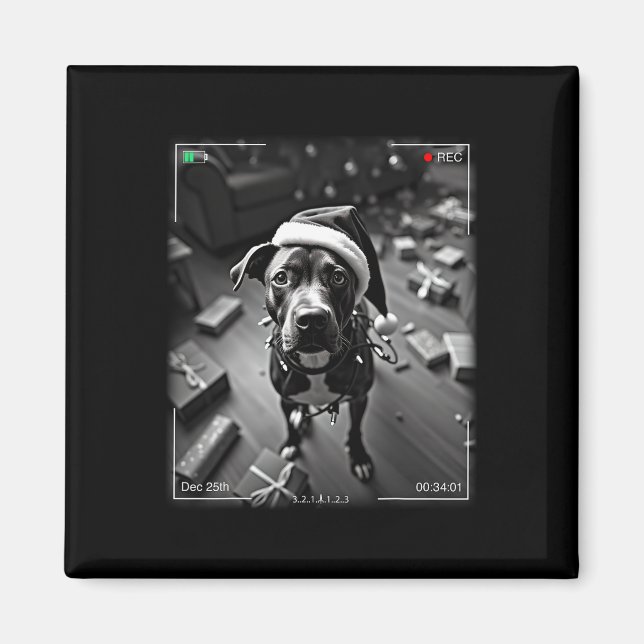 Jul American Stafford Terrier Caught On Magnet (Framsidan)