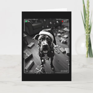 Jul Amerikansk Staffordshire Terrier Fångad På Kort