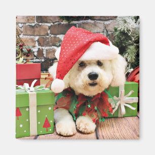 Jul - Bichon Frise - daisy Magnet