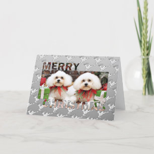 Jul - Bichon Frise - Harry och Hermie Helgkort