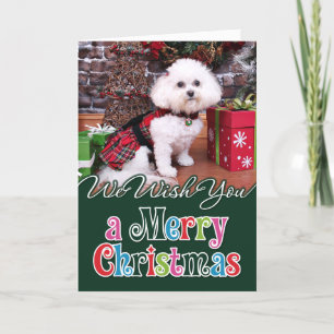 Jul - Bichon Frise - Mia Helgkort