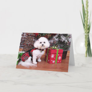 Jul - Bichon Frise - Mia Helgkort
