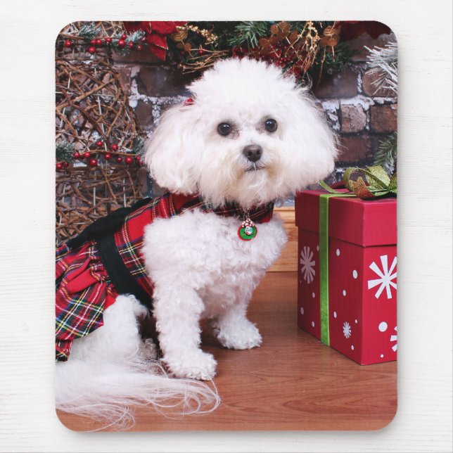 Jul - Bichon Frise - Mia Musmatta (Framsidan)